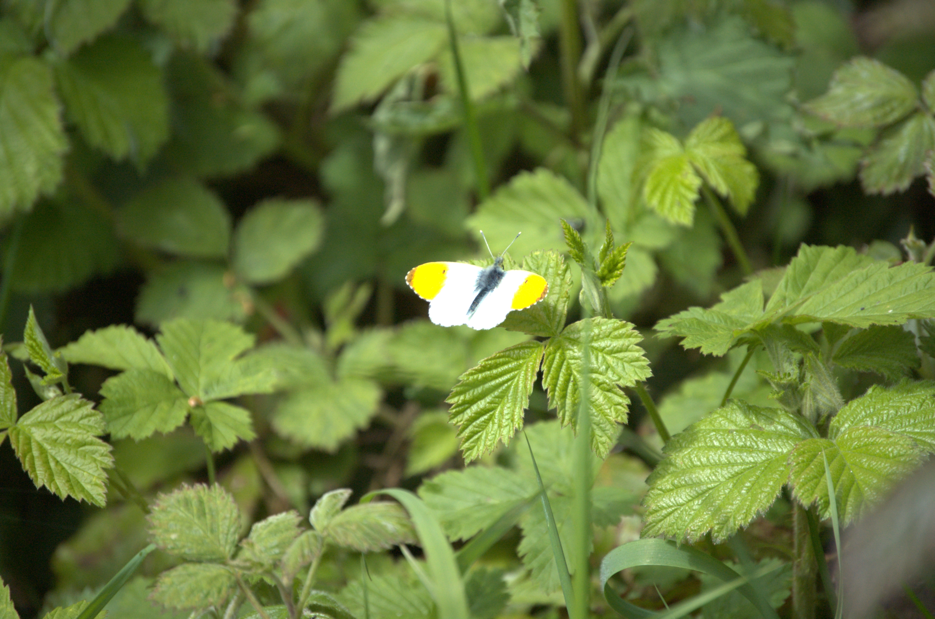photos/wildlife/Invertebrate_Species/Butterflies/Orange Tip/DSC_2079.jpg